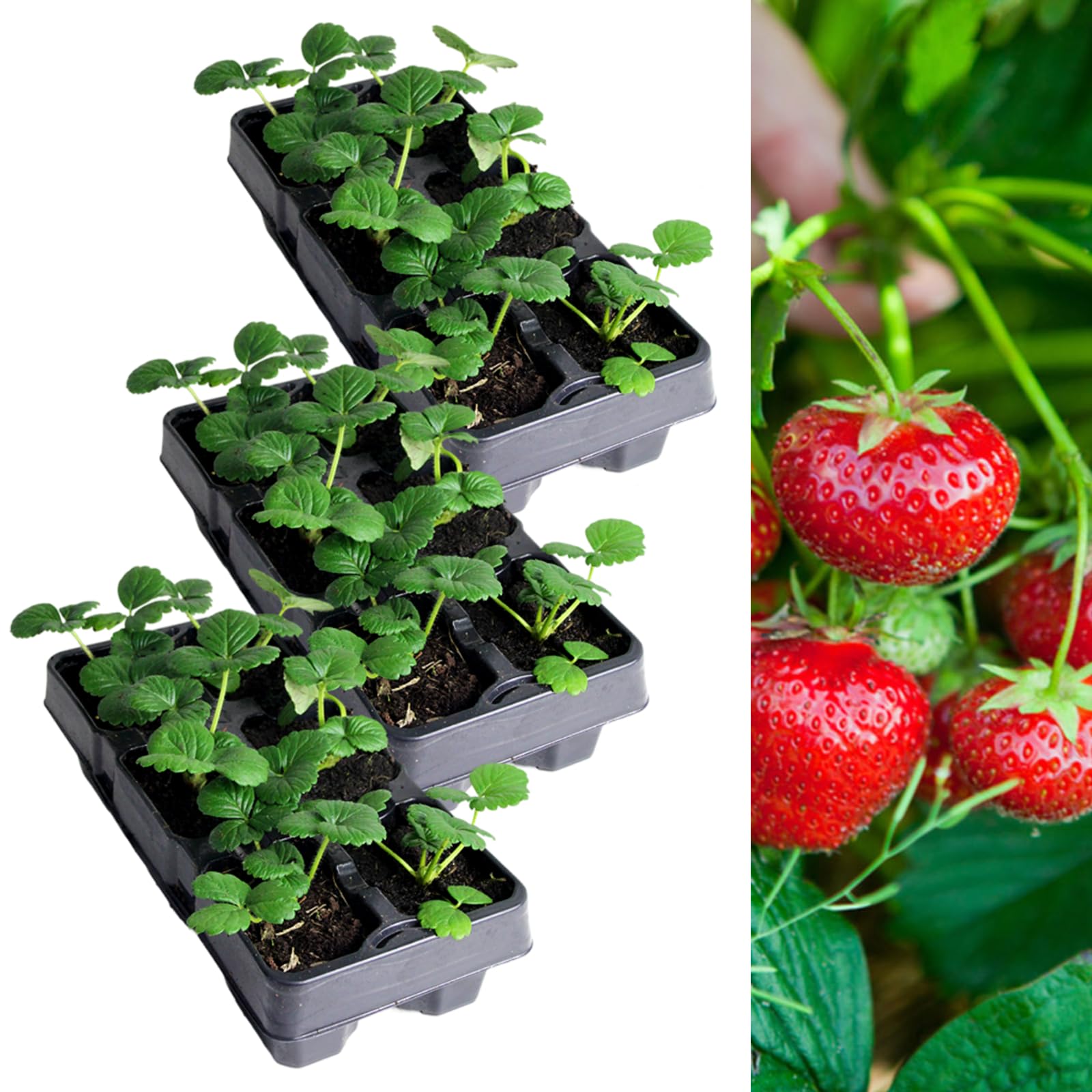 Carbeth Plants Strawberry Honeoye Fruit Plant 3 x 6 Pack - Hardy Perennial Easy Grow Fragaria Bushes - Tasty Sweet High Yielding Outdoor Garden Fruiting Plants for Beds, Borders or Pots