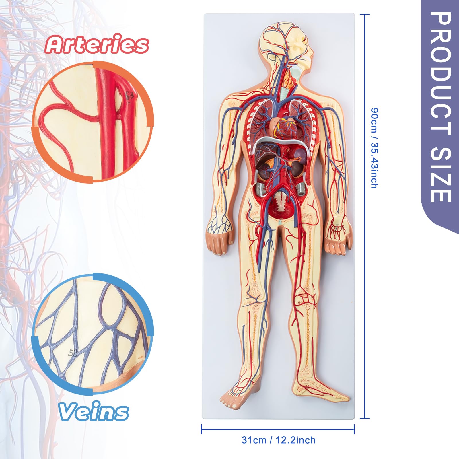 Menschliches Anatomie-Kreislaufsystemmodell, 1:2 Halb-Lebensgröße