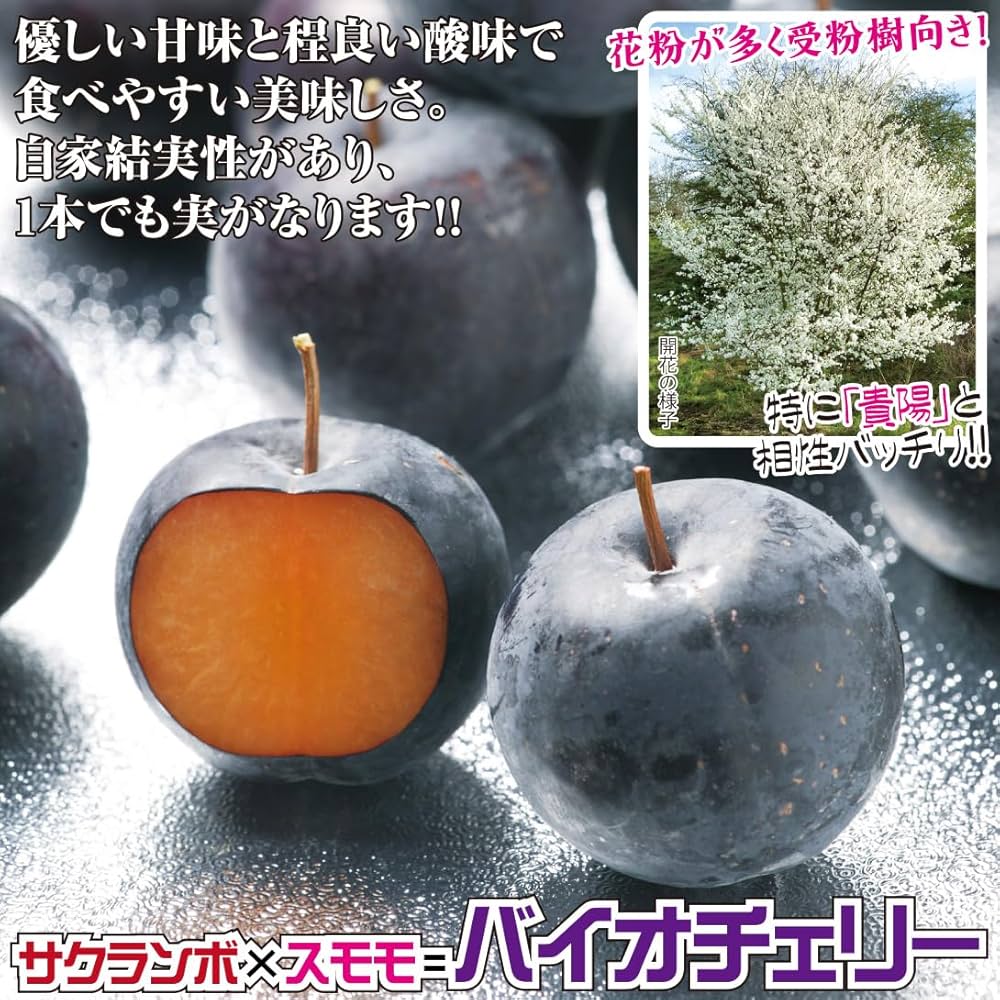 lycee すもも lycee すもも Amazon.co.jp: すもも漬け 40円X20パック入り