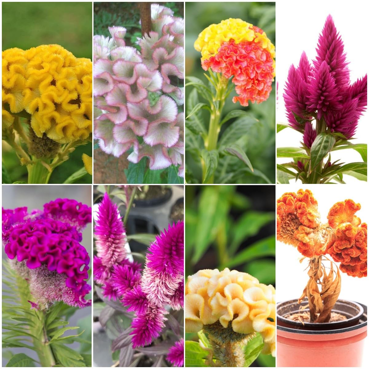 50 pcs celosia argentea samen - zimmerpflanze wiesenblumen,Celosia  cristata, frhlingsblumen winterharte pflanzen fr garten balkonblumen  blumen geschenk wildblumenwiese saatgut mehrjhrig : Amazon.de: Garten
