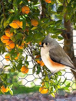 鳥飼育用品 エクセル セキセイ 皮付き エクセル 鳥・小鳥餌(バードフード