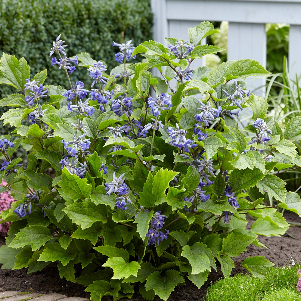Blue Flower Shrub Perennial — free download