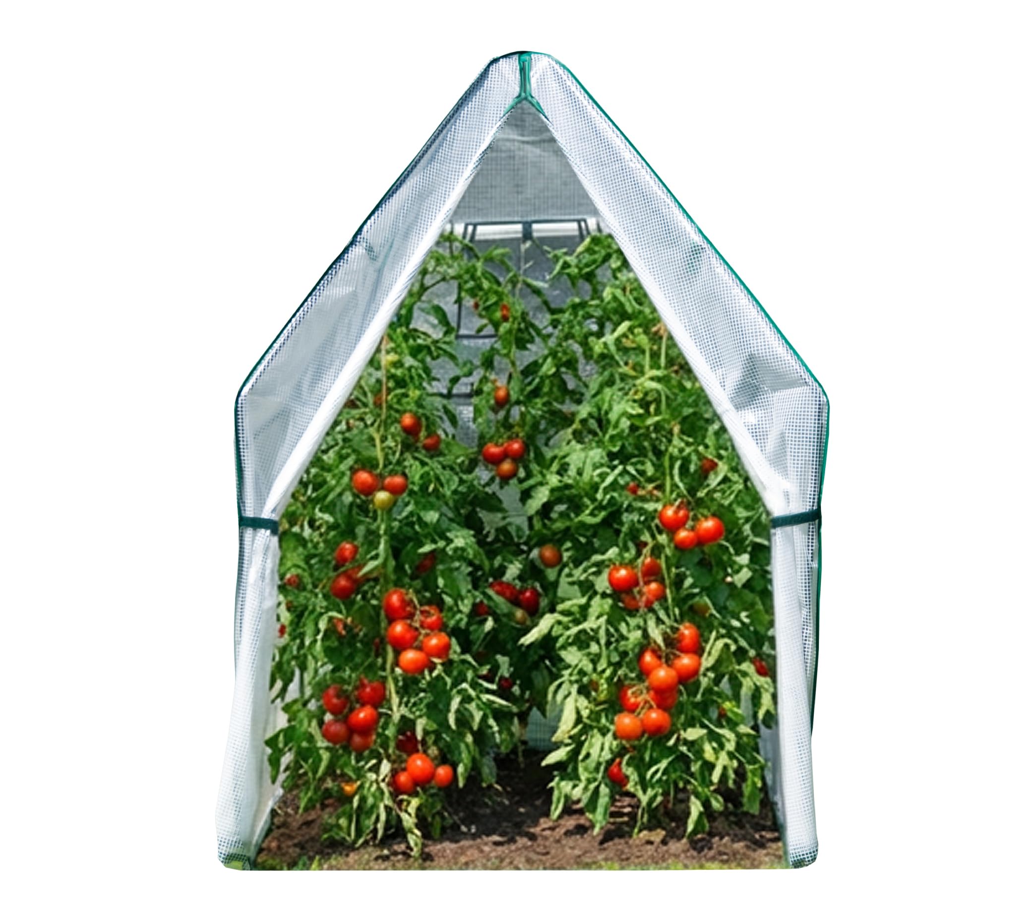 WESTMANN Piment Tente d'hivernage | 120 x 120 x 180 cm Blanc | Protection des plantes & serre en film pour l'hivernage des plantes