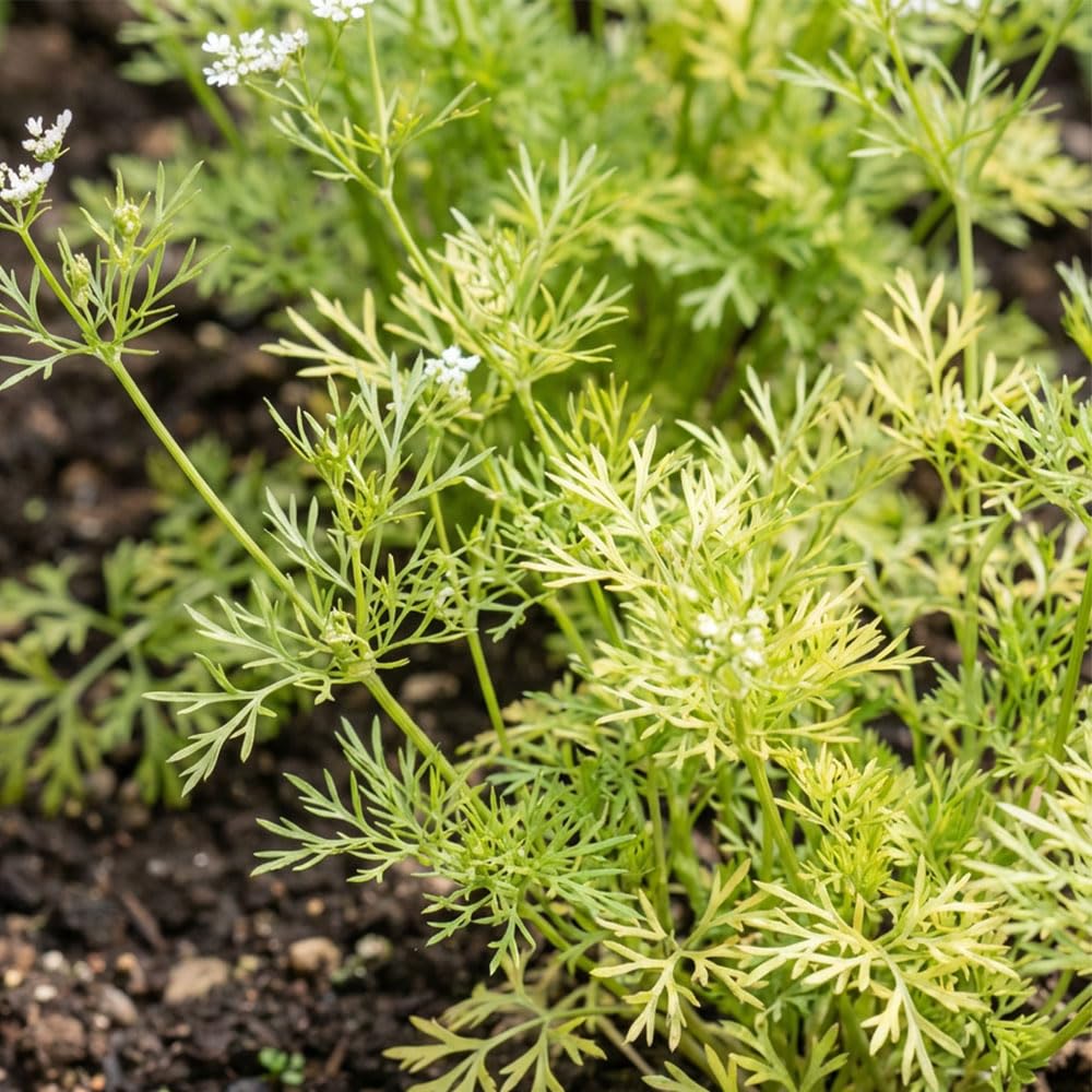 Herb Coriander Leisure Leafy Seeds – Slow to Bolt Variety – Fresh Aromatic Leaves for Cooking - Ideal for Indoor Windowsill & Outdoor Growing - Easy Grow Culinary Herb