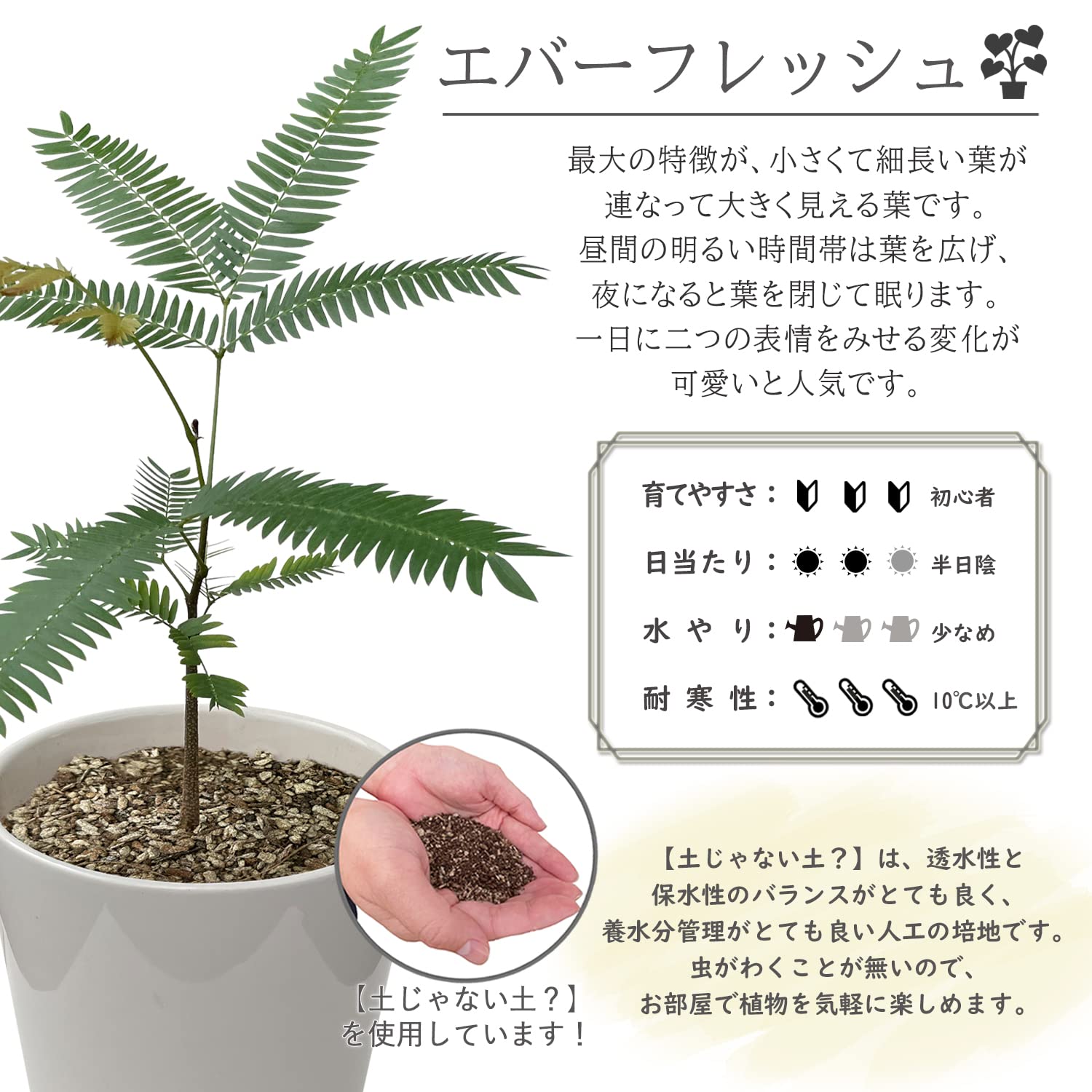 Amazon｜花のギフト社 鉢植え エバーフレッシュ 観葉植物 ミニ観葉植物