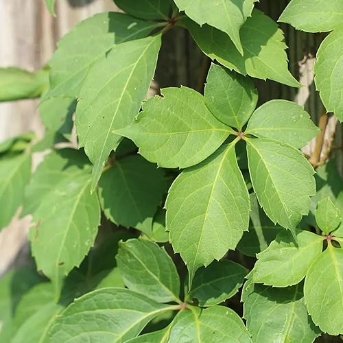 Miniatura 5 de YEGAOL Garden - Semillas de enredadera de Virginia Parthenocissus Quinquefolia para paredes, enrejados y cercas para exteriores, 30 semillas de
