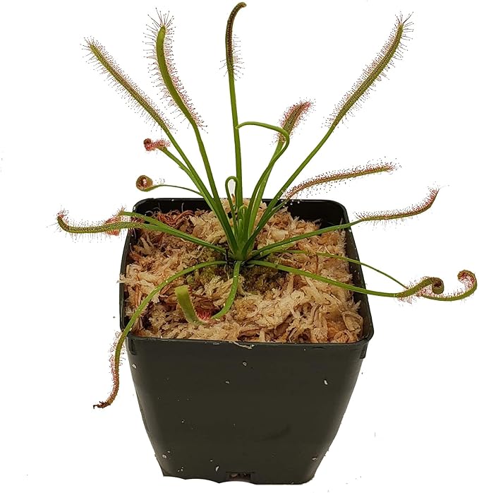 Cape Sundew Drosera capensis Carnivorous Plant 3" Pot