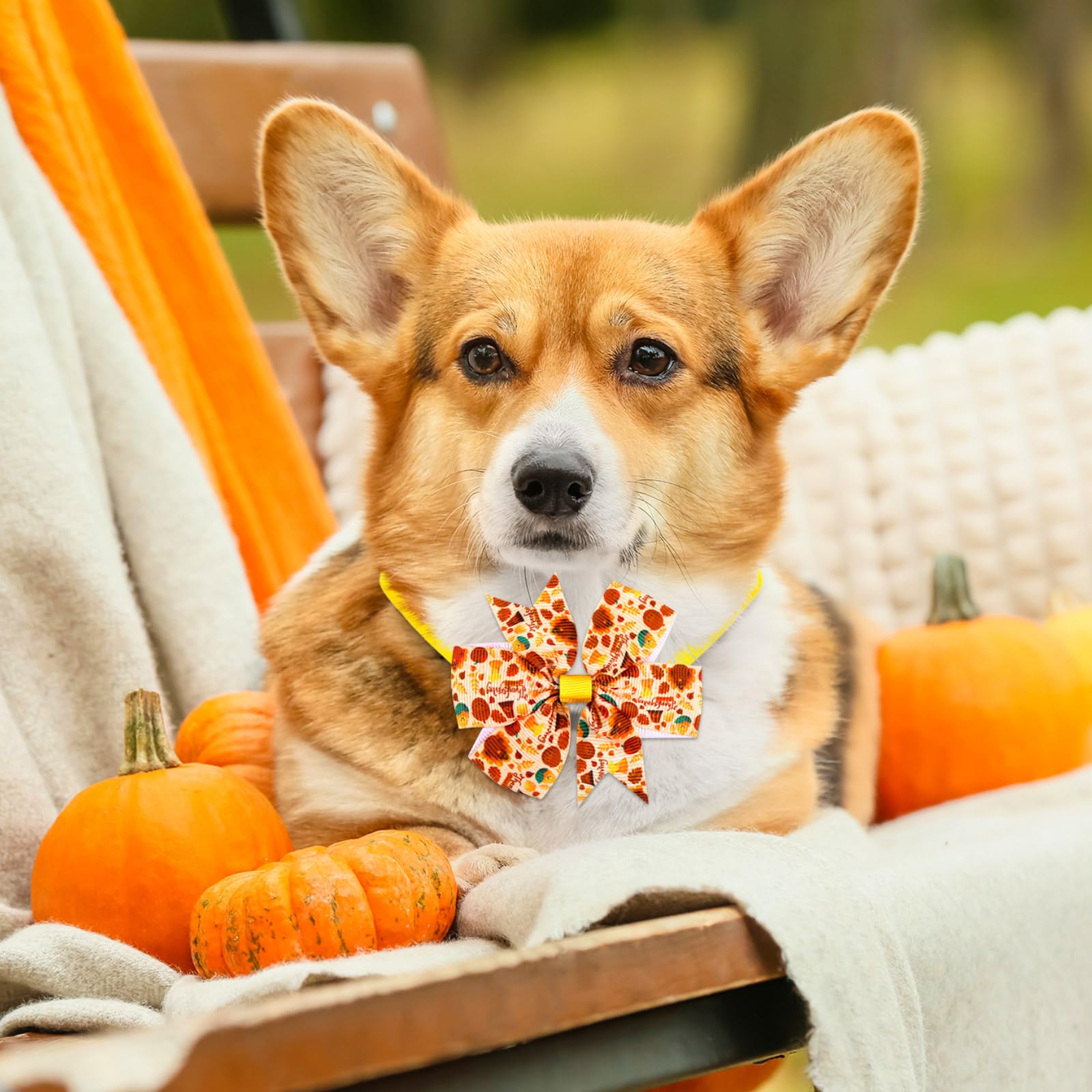80 Stück Thanksgiving Day Hund Fliege Kleine Katze Hund Fliege Verstellbar Fall Hundehalsband Basic Welpe Hund Katze Krawatten für Festival Urlaub Tierhaare Schleife Fellpflege Zubehör (Ahornblatt)