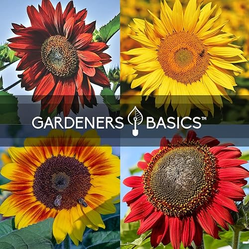 Miniatura 7 de Gardeners Basics Semillas de girasol para plantar flores, terciopelo Queen, rascacielos, reina limón, gigante, belleza otoñal, cereza de chocolate