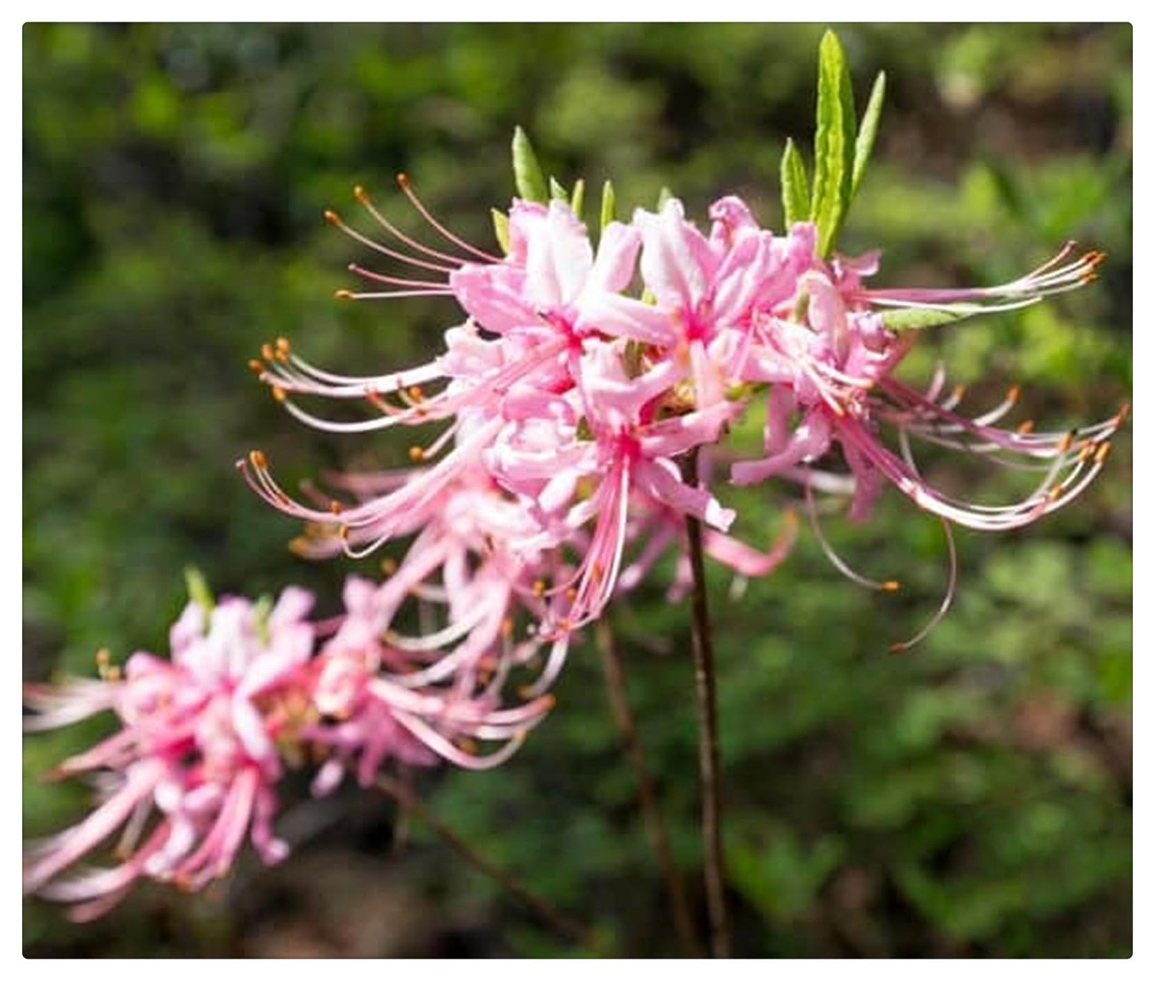 Bulbos de Lycoris | Frescos,Naturales, Robustos, Uniformes, Firmes, Viables-10 bulbos