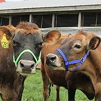 Vista 5 de Derby Originals Cabestros Ajustables de Nylon para Ganado Bovino Rosado