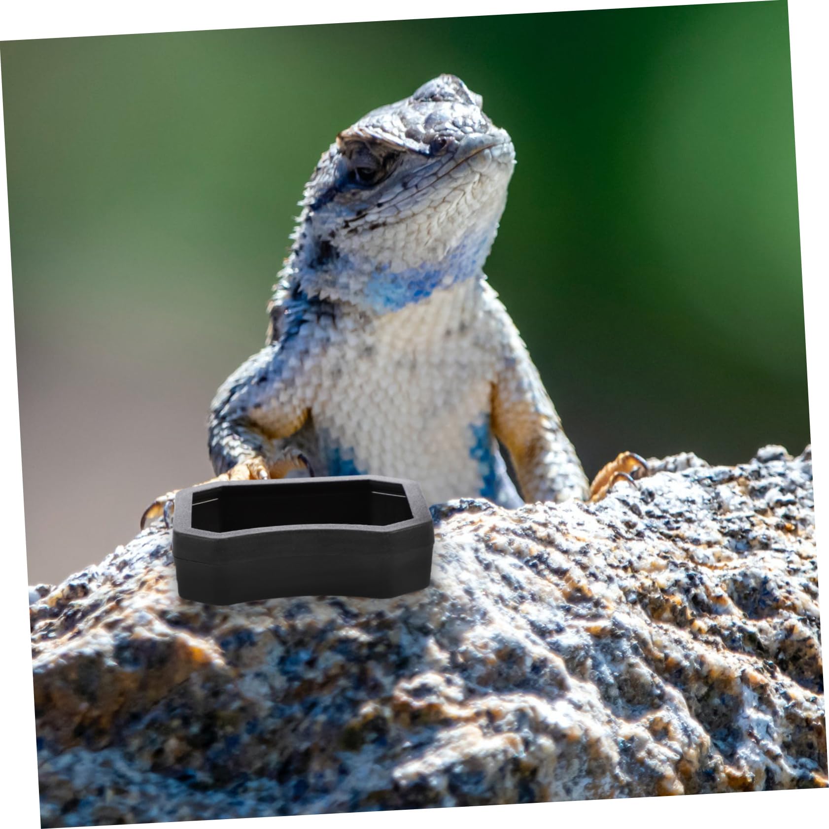BESPORTBLE 40 Piezas Tazón De Comida para Mascotas Trepadoras Dispensador De Comida Lagarto Plato De Agua De Reptil Contenedor De Comida para Mascotas Comedero para Rana El Plastico