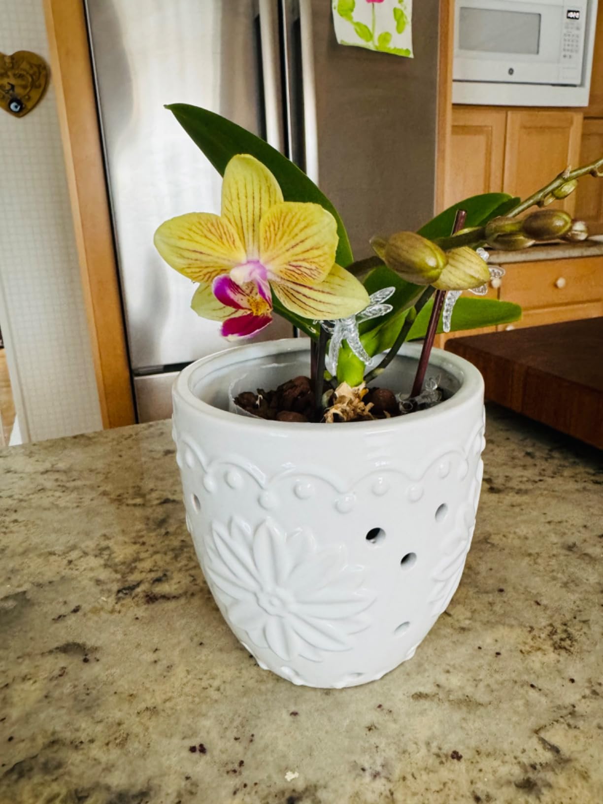 My orchid is happy!