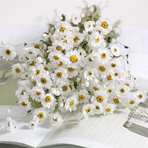 Miniatura 2 de Ramo de flores de margaritas secas, más de 200 flores blancas secas reales con tallos, arreglos de margaritas Gerber de 17 pulgadas para bodas