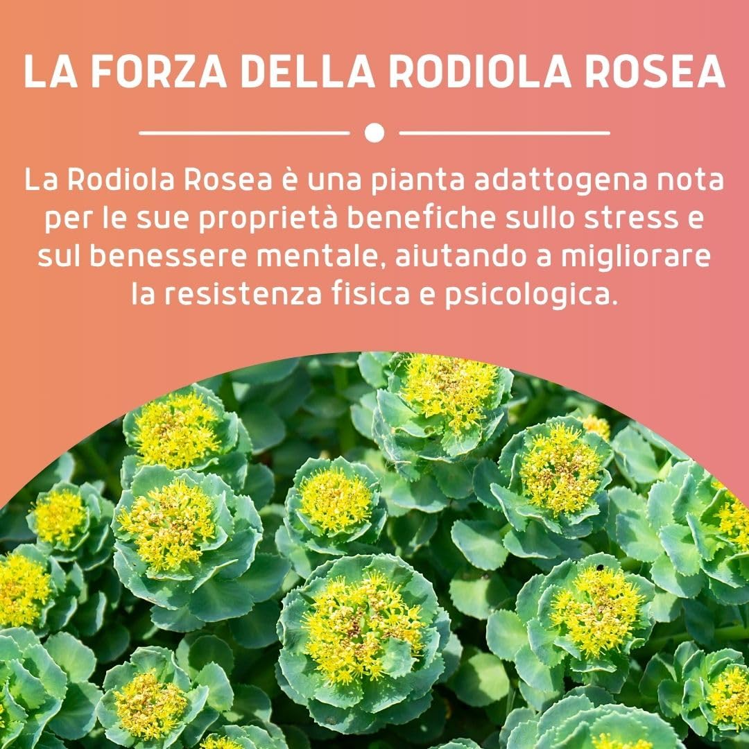 Erbex Integratore Naturale alla Rhodiola Rosea 50 Capsule - Azione Tonico Adattogena per Stanchezza Fisica e Mentale - Rodiola Forte e Naturale - Compresse Energetiche per il Benessere