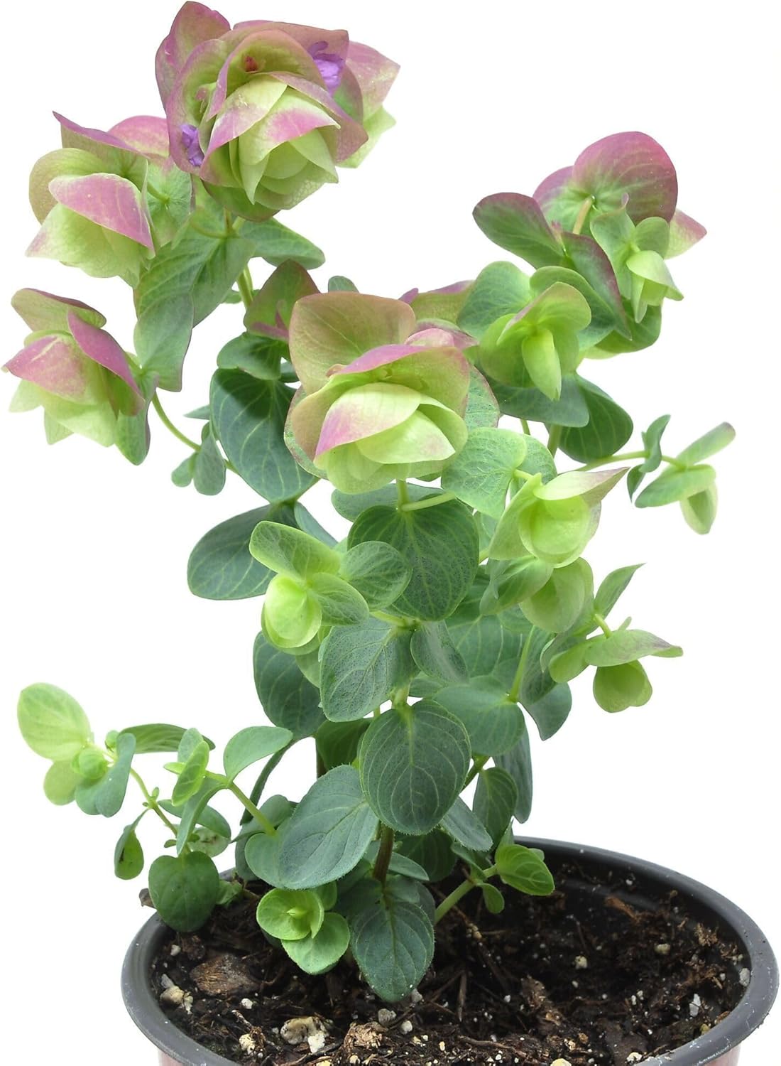 Origanum x hybrida 'Kirigami', Ornamental Oregano, Fragrant Plant, Unusual Foliage in Pale Tones, Container Size: 3.5"