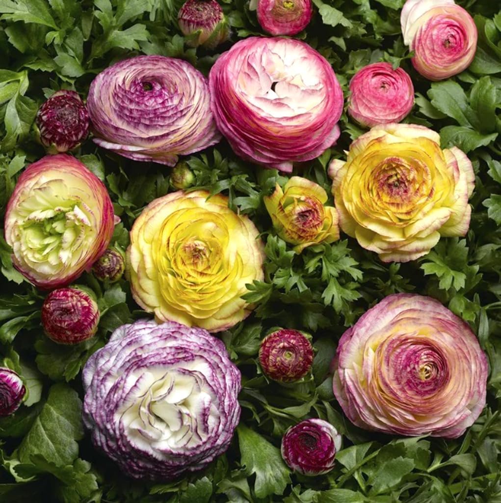 50PCS Mixed Color Ranunculus Bulbs Double Buttercups Spring Rose Bulb Wedding Flower Bulbs