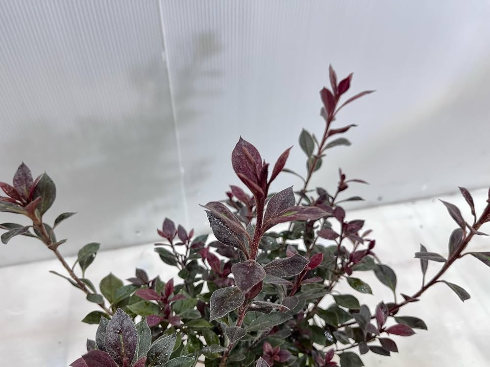 547 のこのこ様様赤葉ツツジ苗 6本、ギョリュウバイ1本 547 のこのこ