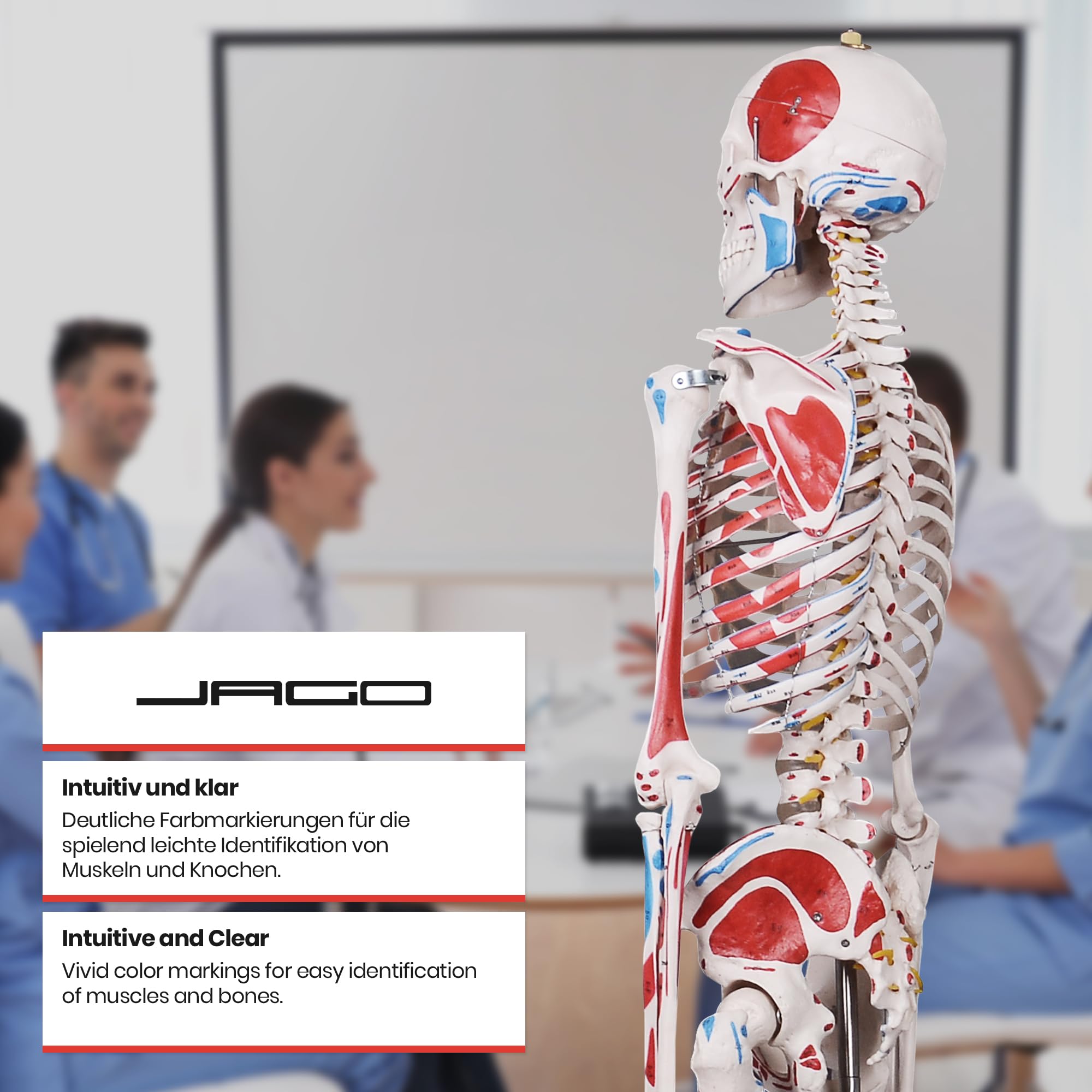 Jago® Anatomiczny szkielet – naturalnej wielkości, z plakatem, stojakiem, ruchomymi kończynami – szkielet ludzki, anatomiczny model ciała, do nauki medycyny, szkoły, kliniki, fizjoterapii