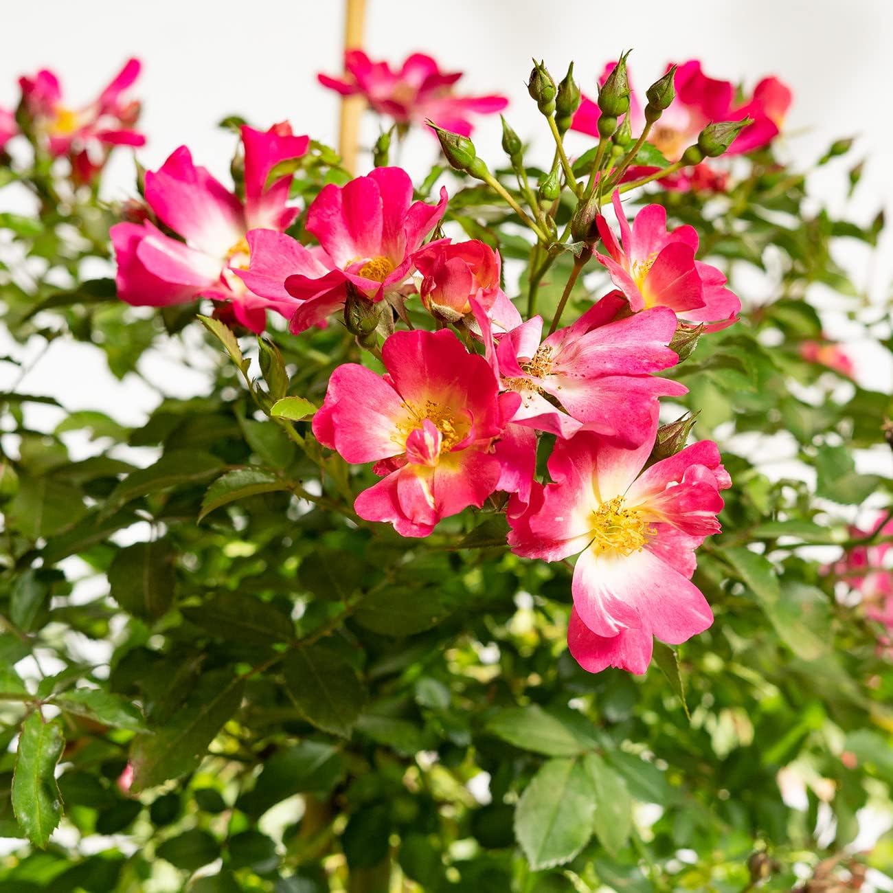 Perfect Plants Perfect Plants Pink Drift Rose Tree 3-4 Feet | Live Trees Outdoor Planting | Reblooming Flowers All Year Long | Hot Pink Yellow Centers Perfect Pops of Color in The Garden, 3-4ft Tall