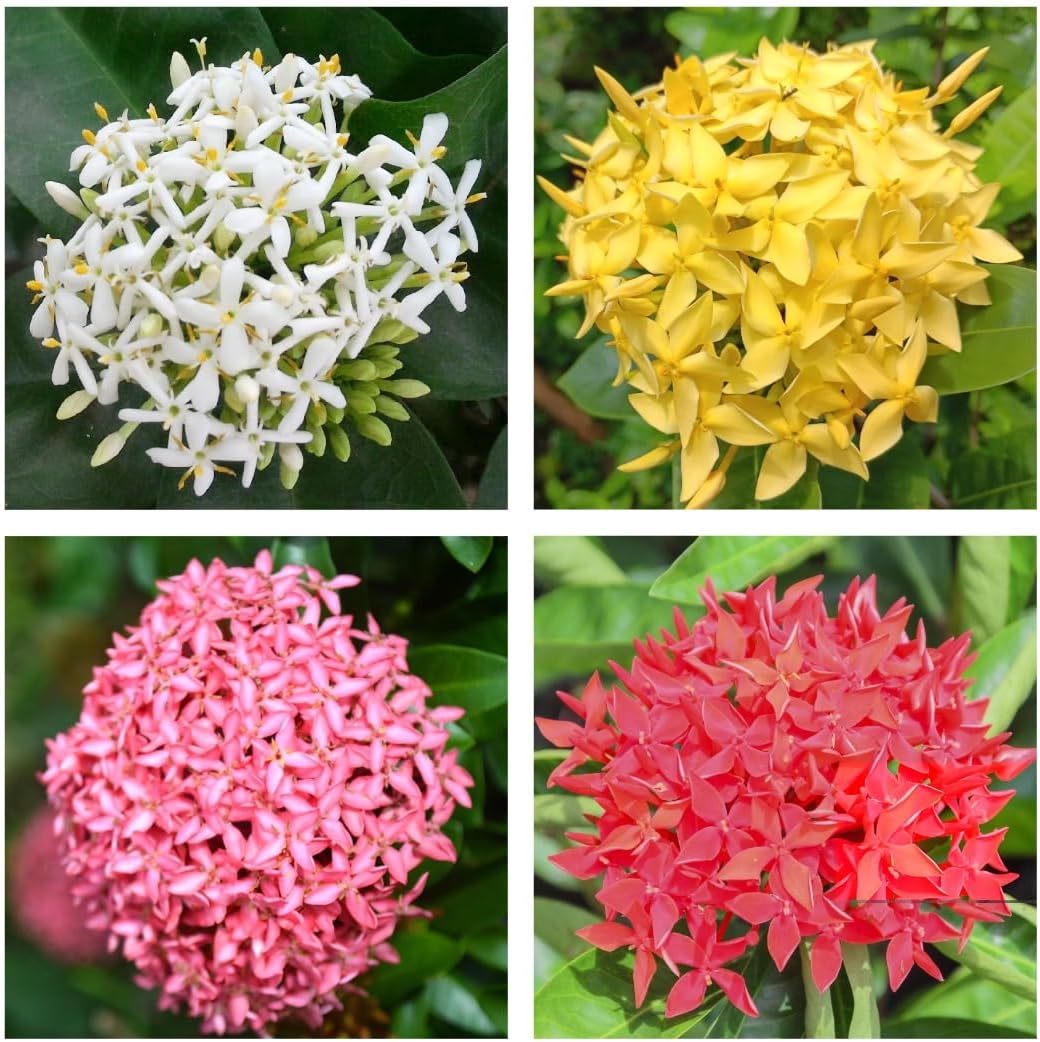 Ixora/Rangan/Rugmini/Chethi - Jungle Flame Live Plant