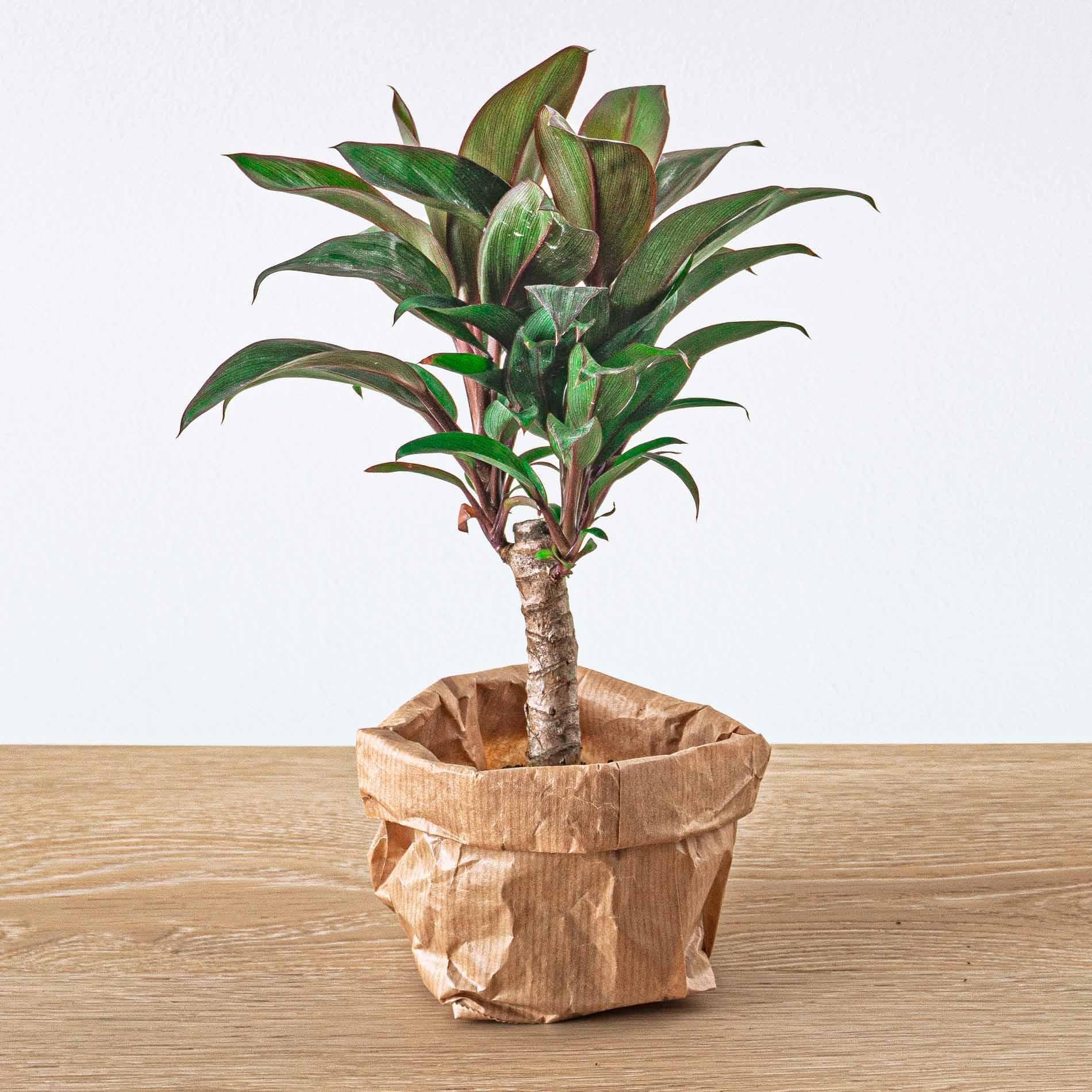 Green Bottle Set für Deinen Flaschengarten ohne Glas 5 Pflanzen Kaffee Farn Dracaena 2x Fittonia