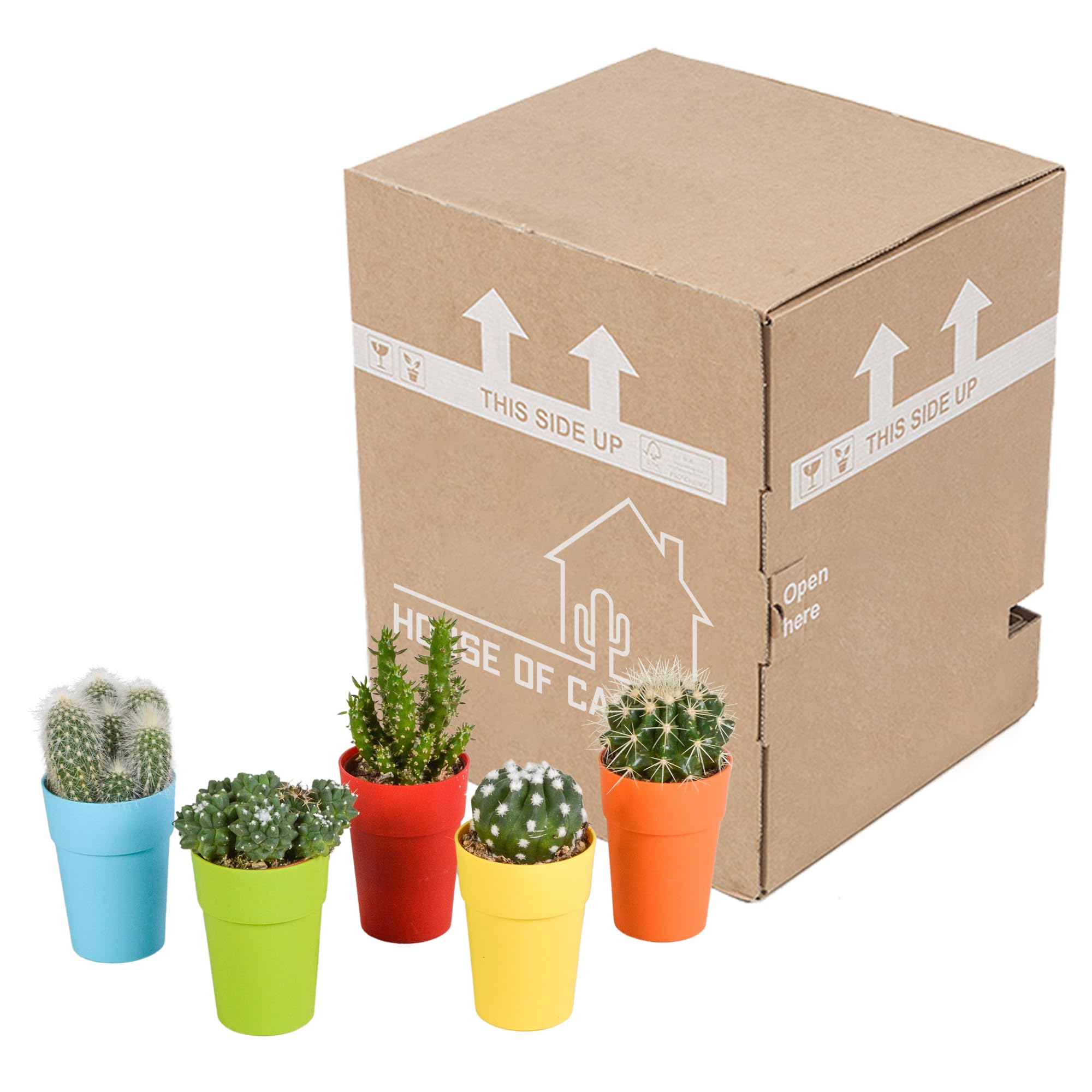 Mix di Cactus in Vaso di Plastica con Piedini, Set da 5 Pezzi, 5.5 cm