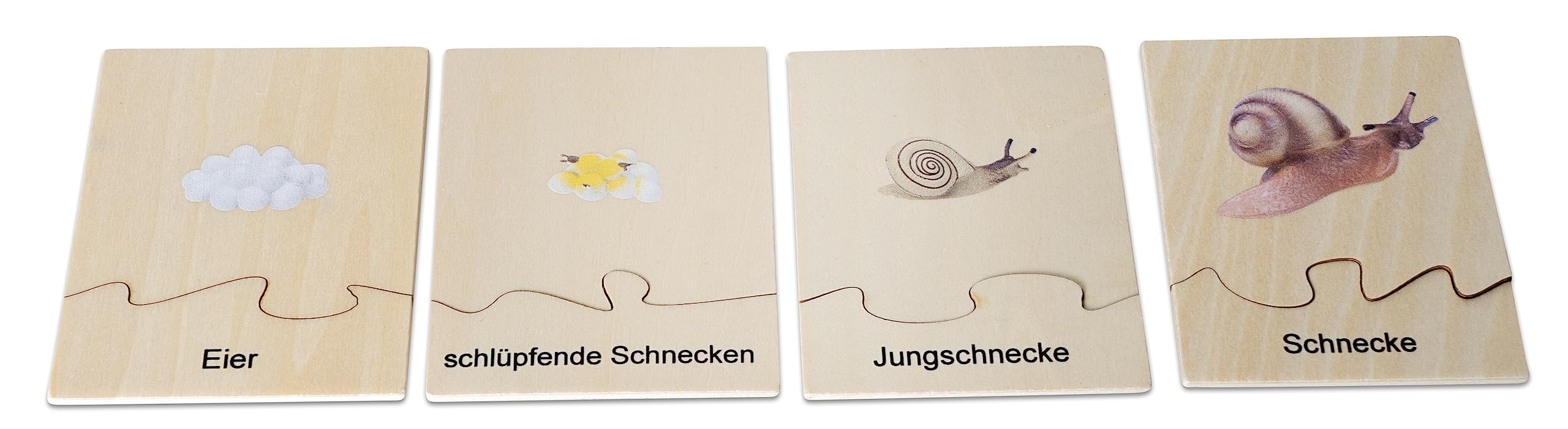 Betzold Lebenszyklus Schnecke - Holz-Puzzle Figuren Textkarten Deutsch & Englisch