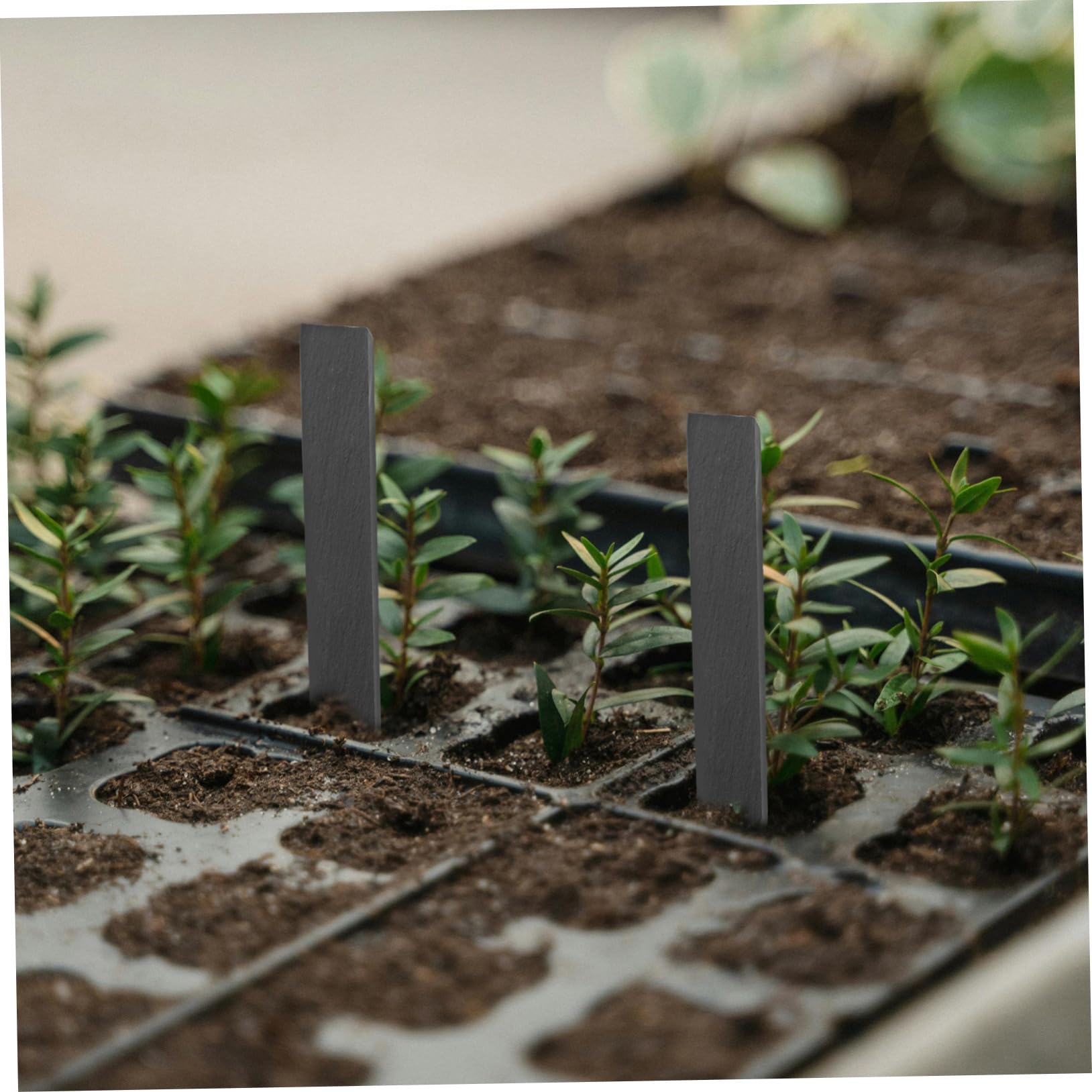 Toyvian 2 Ensembles Étiquettes De Plantes Ardoise De Marqueurs Réutilisables Pour Jardinage Pour Plantes Pot Et Plus Durable Et Pratique Pour Identifier Vos 10 Pièces * 2