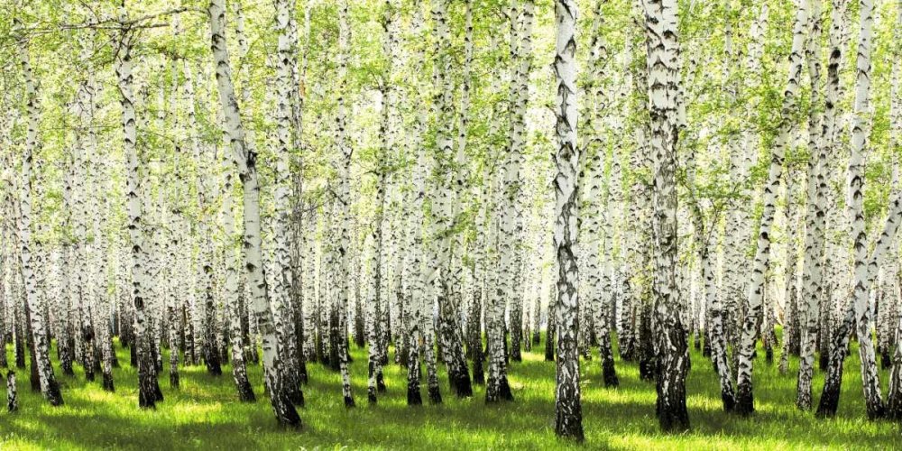 Feeling at home KUNSTDRUCK auf MATTE PAPIER 220gr Birkenwald im Frühjahr Anonymous - Landschaft horizontal Poster Birkenwald im Frühjahr Bild auf Papier cm_65_X_133