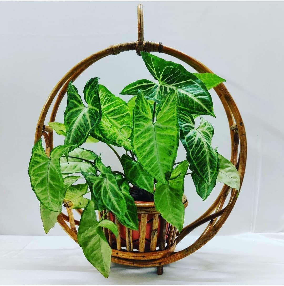 Avika Bhatiacane Hanging Circular Cane Planter | Wood Cane Bamboo Planter Stand for Home Garden Balcony Living Room Plant Container (B0BNN2WXS9) Amazon Price History, Amazon Price Tracker