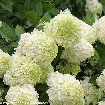 Limelight Hydrangea - Beautiful Colors -4" Pot - Proven Winners