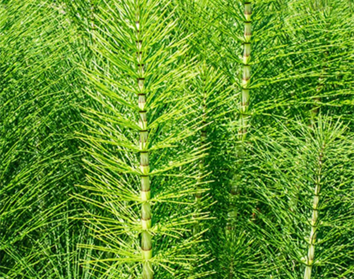 Purin de Prêle(Equisetum arvense)100% Naturel –Biostimulant Végétal PNPP –Renforce les Défenses Naturelles des Plantes –bidon 5L pour 100L prêt à l’emploi –Agriculture Biologique –Fabriqué en France