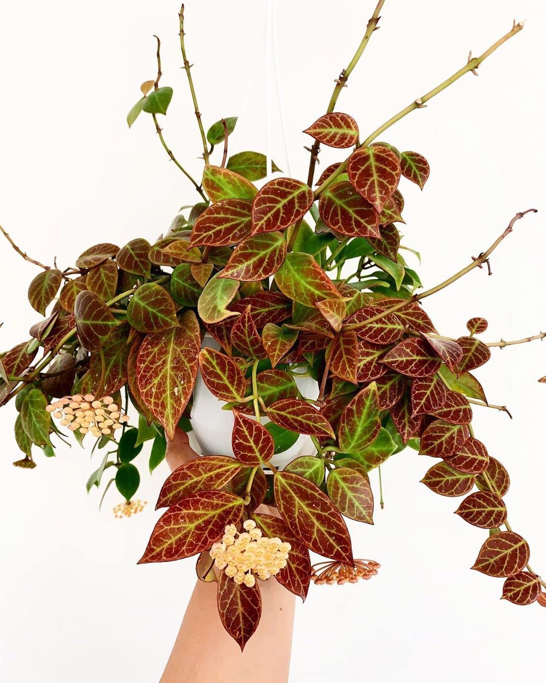 Greenwise Hoya Sunrise Plant | Exotic Rare Plant | Indoor Plant | Plant for Garden | Easy to Grow Plant | Healthy Live Plant (B09Q6KQ9NZ) Amazon Price History, Amazon Price Tracker