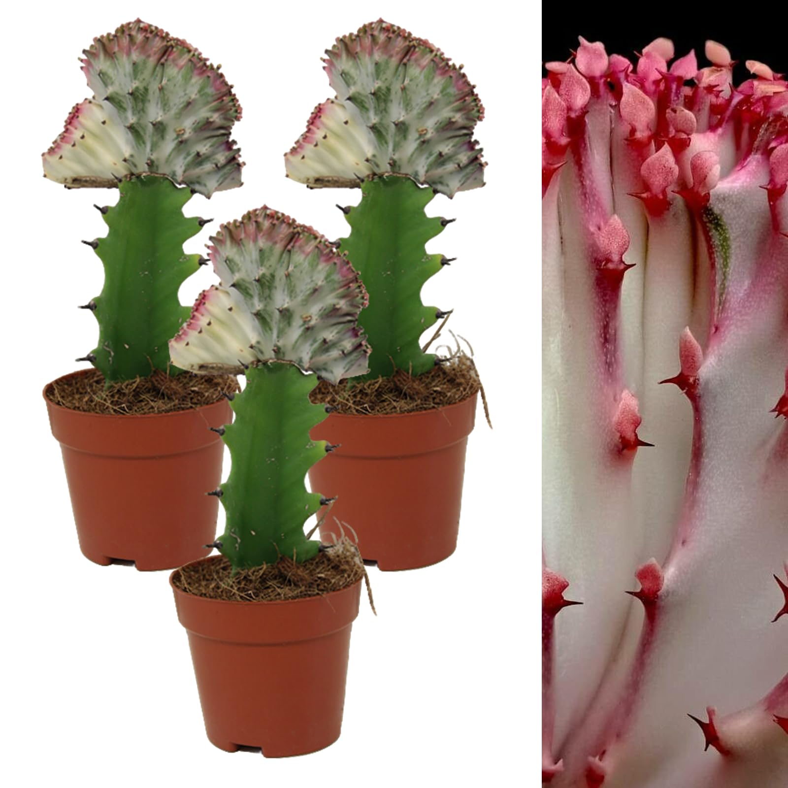 Carbeth Plants - 3 x Euphorbia lactea Cristata Real Coral Cactus in 10cm Pot - Colourful Unique Large Cacti Houseplant - Tall Live Indoor Succulent Ideal for Home and Office