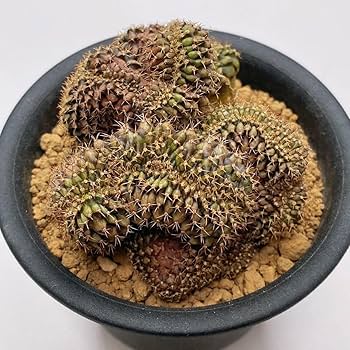 Amazon.co.jp: 多肉植物 サボテン ギムノカリキウム
