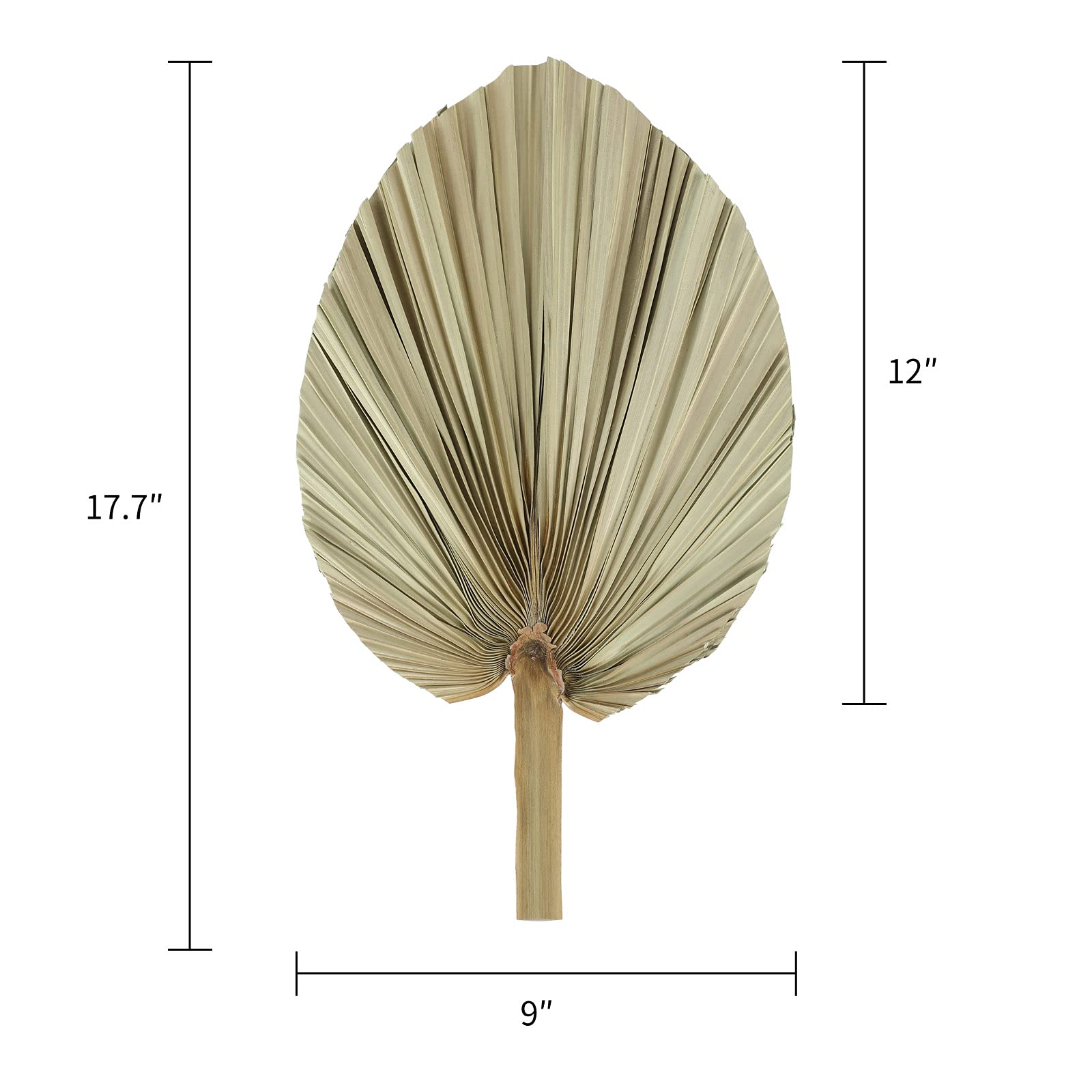 Naturalne suszone liście palmy - 3 szt. 38 ~ 45 cm suszone palmy roślina dla stylu boho DIY sztuka wisząca ozdoba na ścianę | neutralna dekoracja domu | dekoracja ślubna | dekoracja na imprezę | dekoracja kwiatowa i liść