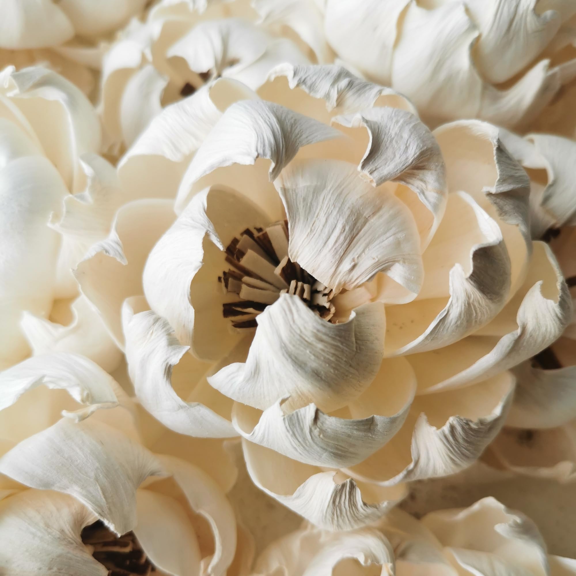 50 Peony Auguste Dessert Flower 3" Sola Flower Reed Diffuser for Home Fragrance By Plawanature