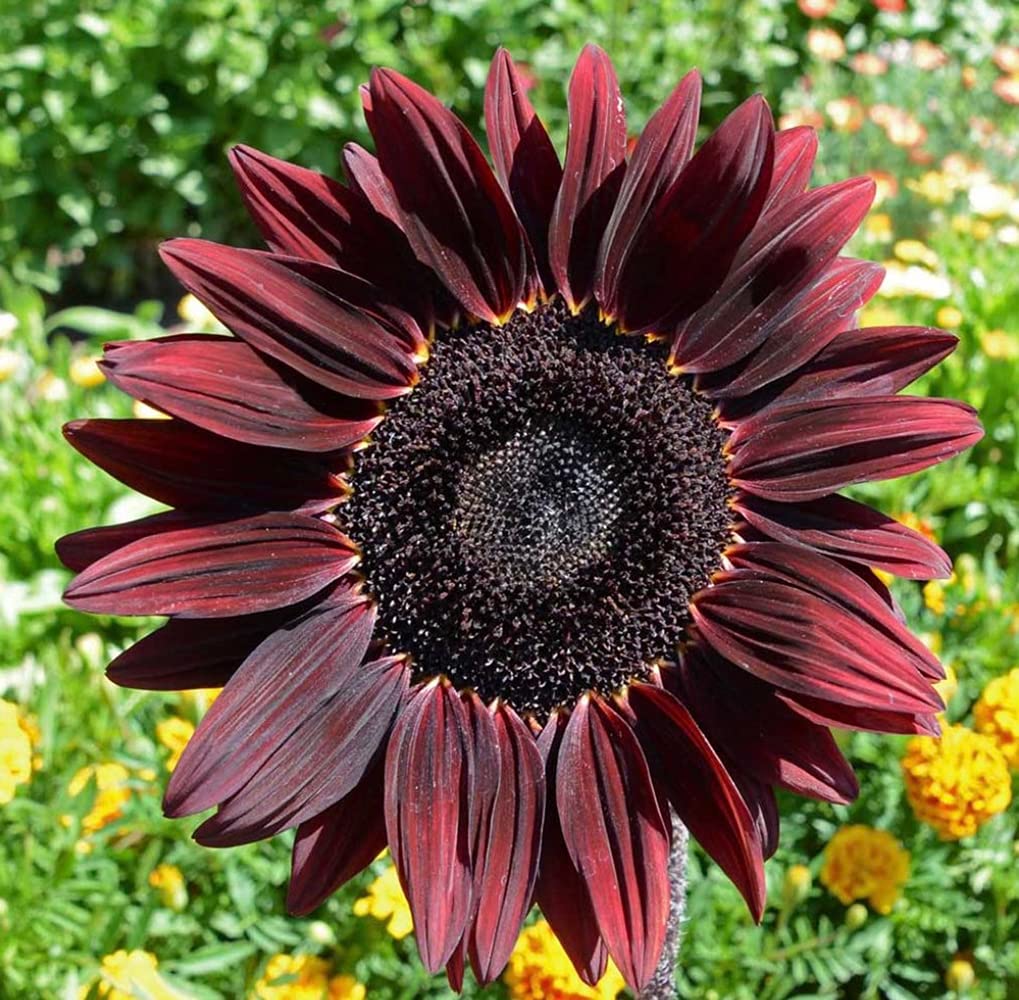 UtopiaSeeds Chocolate Cherry Sunflower Seeds - Beautiful Deep Red Sunflower