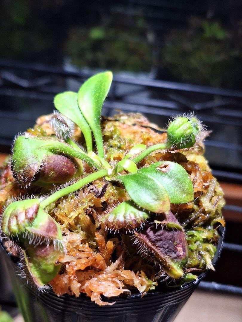 cephalotus Eden black CZP1株 セファロタス Cephalotus follicularis