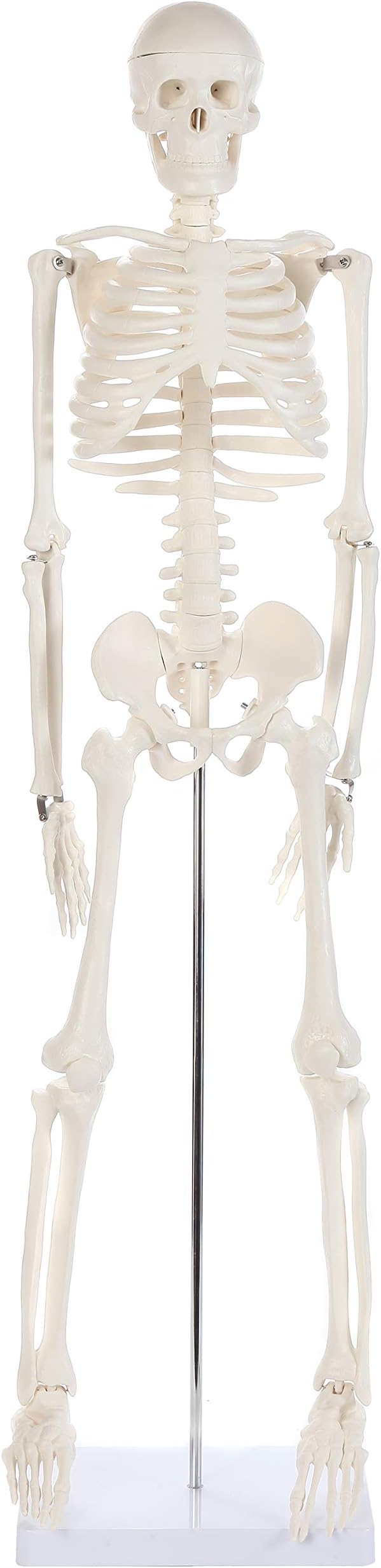 - Anatomy Lab Human Skeleton Model, 34" Skeleton with Base, Movable Arms and Legs, and Detailed Human Bones. Durable Design Perfect for Students and Teachers