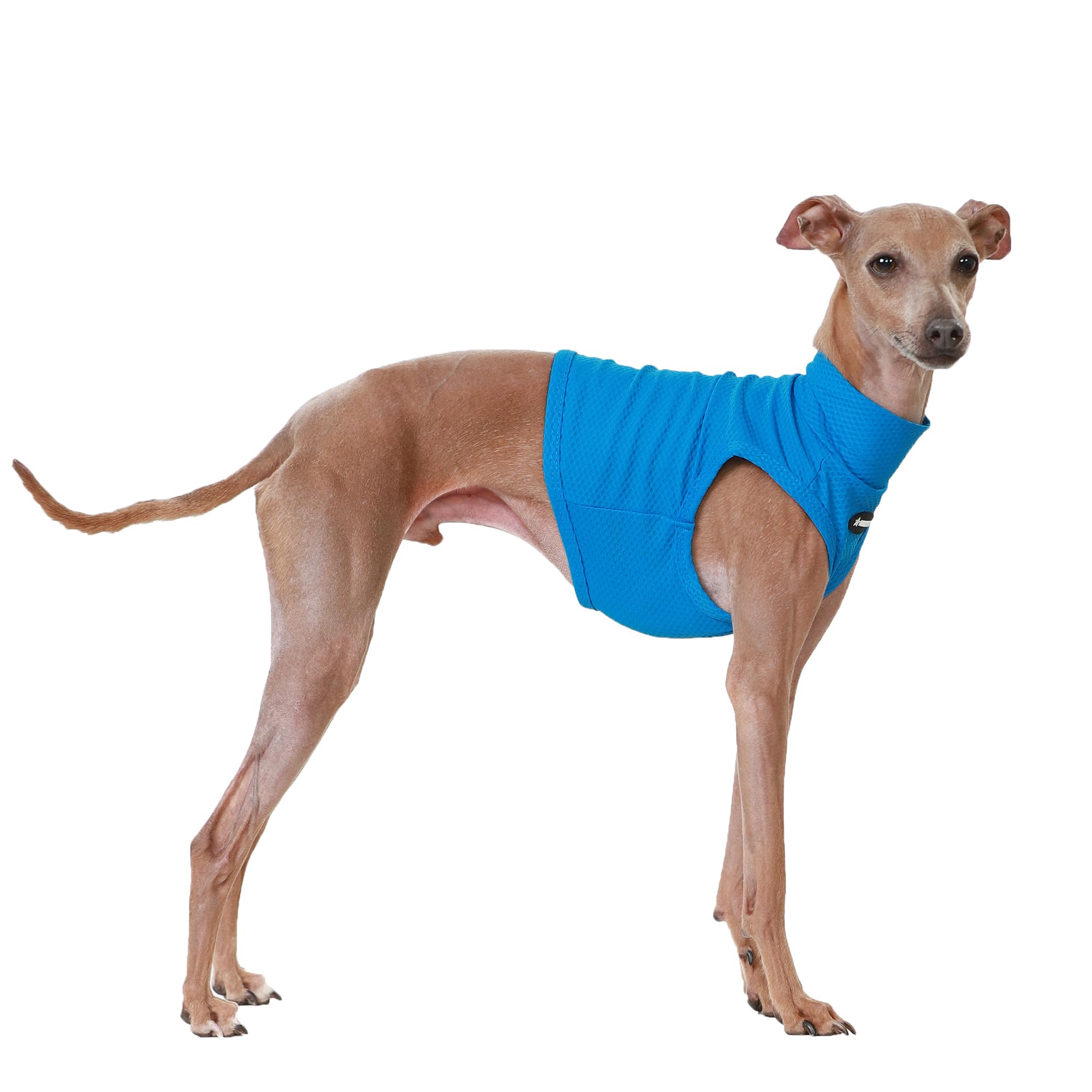 D Doggy Star Italian Greyhound Clothes Summer Cooling Crop Top T Shirt Whippet for Dog (S,Coolcrop Blue) โ image 1