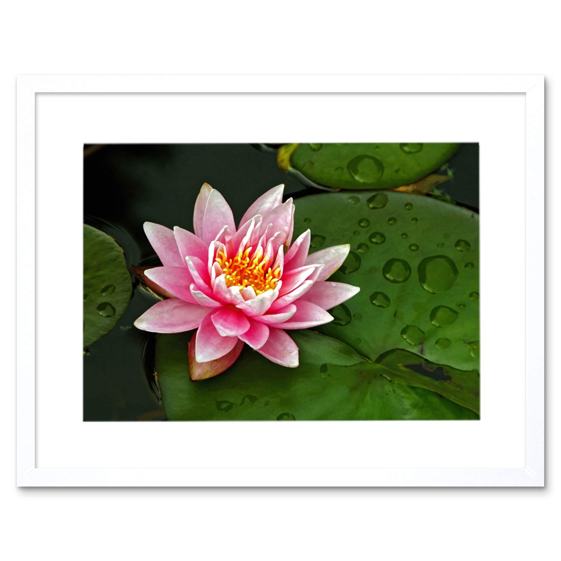 Wee Blue Coo Lotus Flower Lilly Pad Pink Photo Framed Wall Art Print