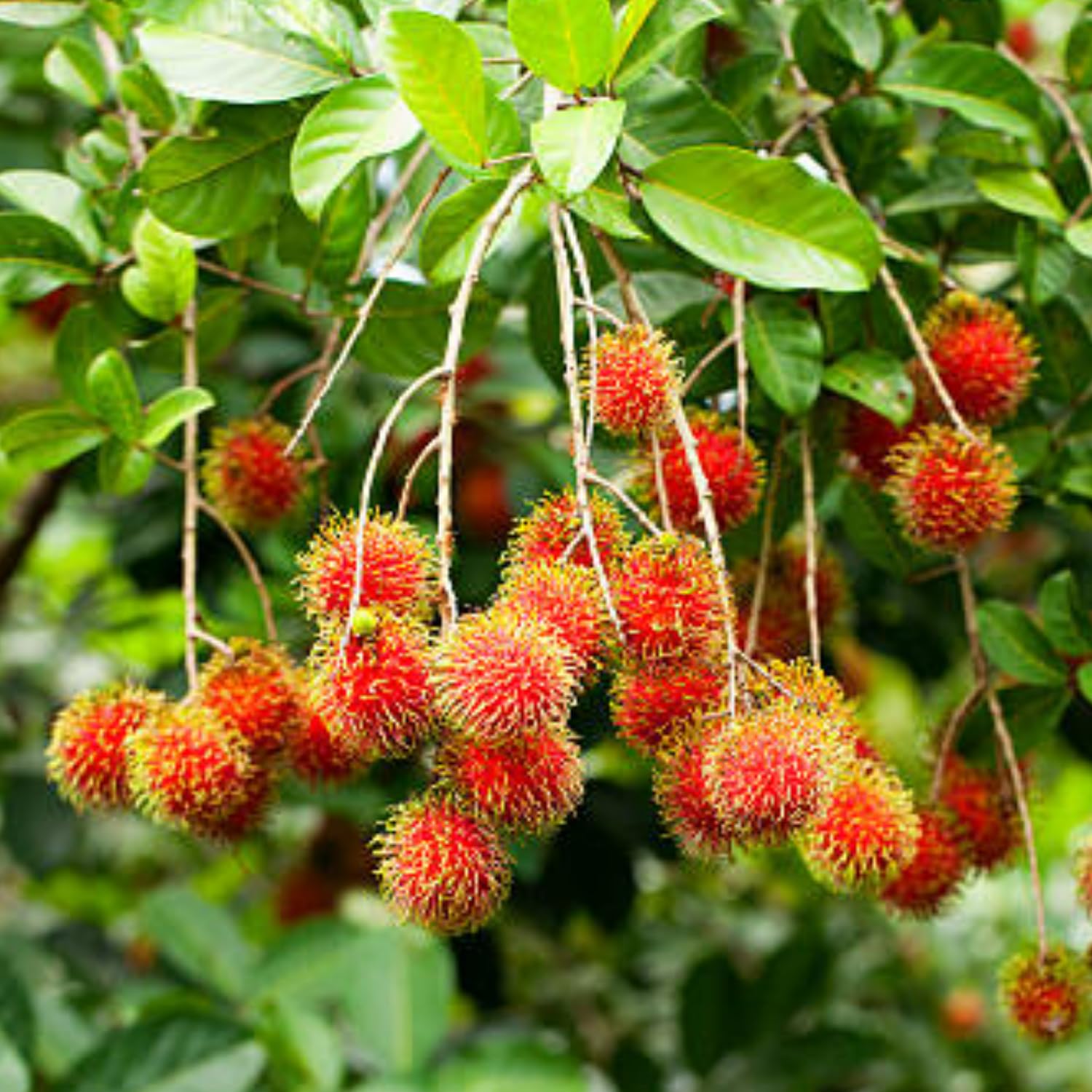 Hug A Plant | Rambutan (Graft) (Nephelium lappaceum) Fruit Live Plant (Home & Garden) (B0C8129919) Amazon Price History, Amazon Price Tracker