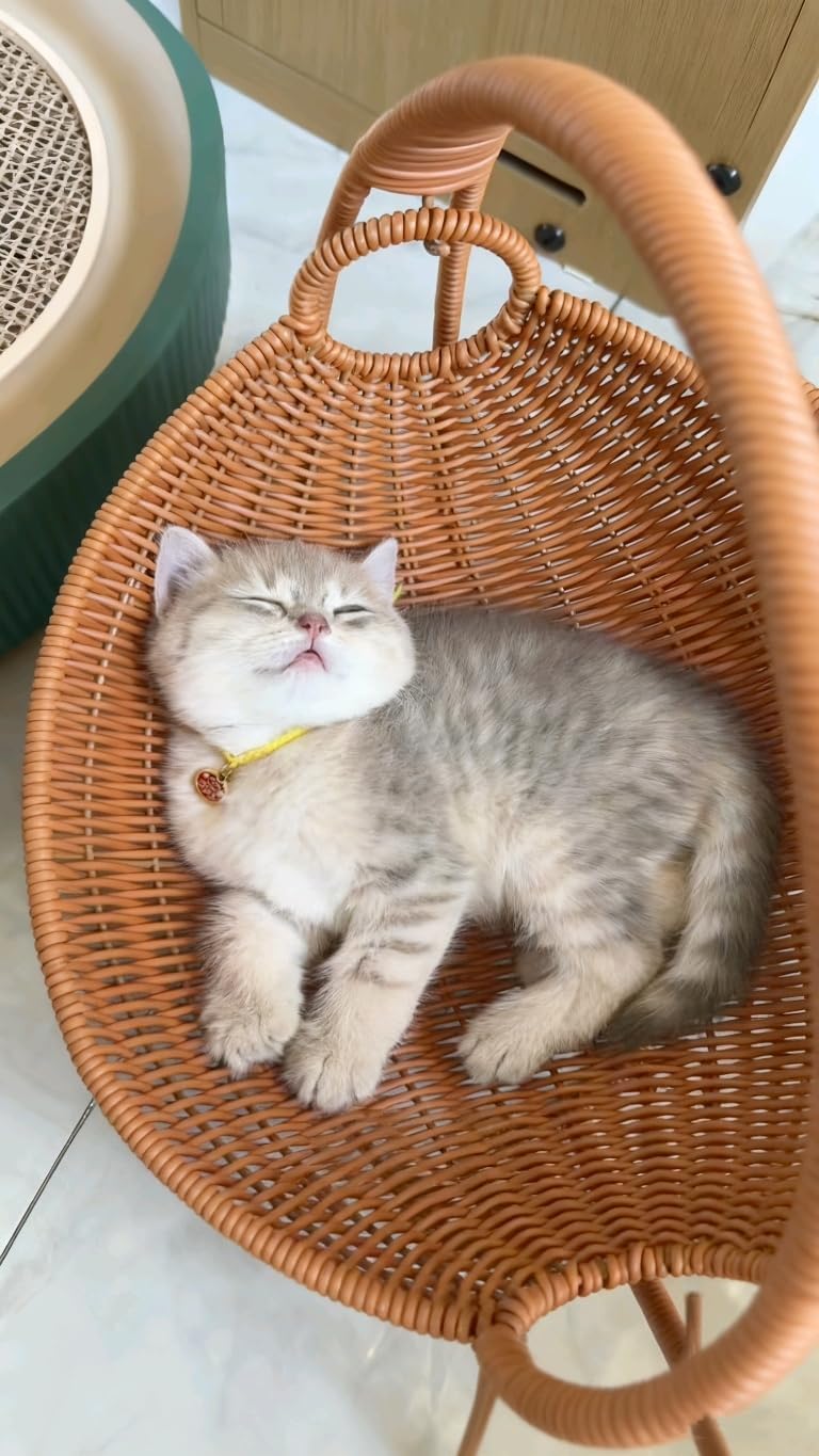 Cat Cradle Hammock Rattan Styles Cute Creative Hanging Kit with Stand Cups, Indoor Outdoor Hanging Swing Bed for Cats, Small Dogs & Small Animals, Ideal for Sleeping, Playing & Lounging​ (Small)