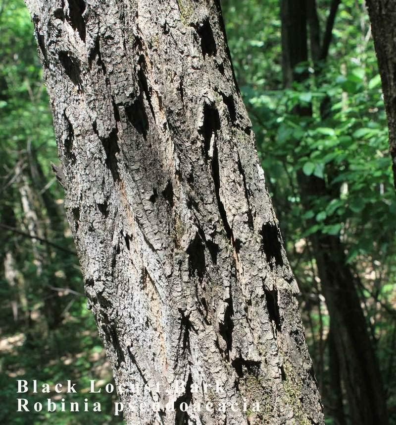 Miniatura 4 de 1-1000 semillas de acacia falsas de langosta negra y amarilla Robinia Pseudoacacia 0147 (más de 25 semillas)