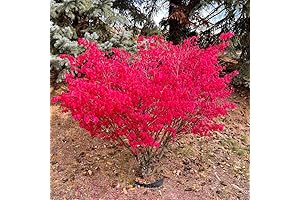 Dwarf Burning Bush Cuttings: Enhance Landscapes with Crimson Hues