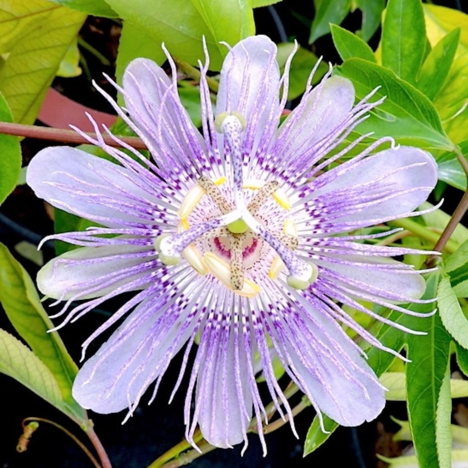 Light Purple Passion Flower Plant TANKDA
