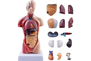 Breesky Anatomy Model for Medical Students
