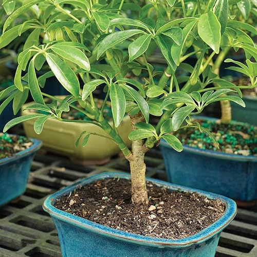 Miniatura 3 de Brussel's Bonsai Live Hawaiian Umbrella Árbol Bonsái - Pequeño, 3 años, 4 a 7 pulgadas de alto - Árbol bonsái de interior con maceta para bonsái